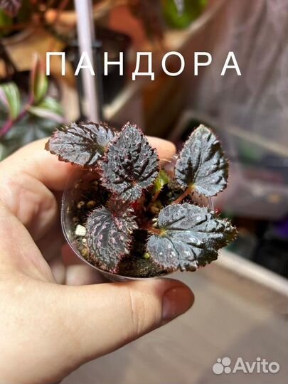 Бегония декоративно лиственная (обьявление 4)