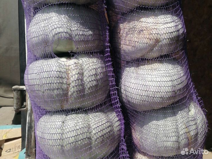 Тыква Самсон