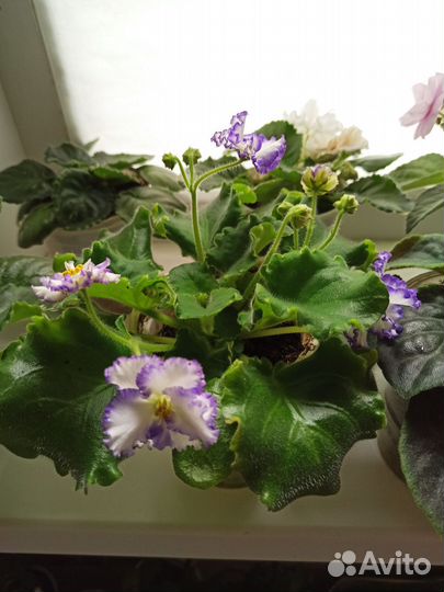 Сортовые цветущие фиалки
