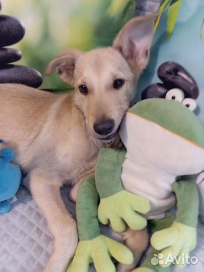 Собака в добрые руки отдам бесплатно