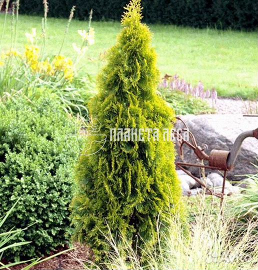 Туя западная Голден Смарагд Морозостойка