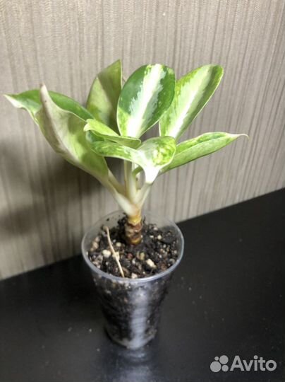 Аглаонема уши слона мини (green compact)
