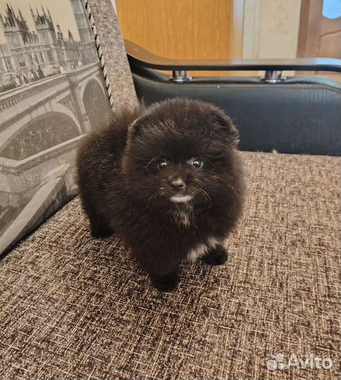 Карликовый шпиц