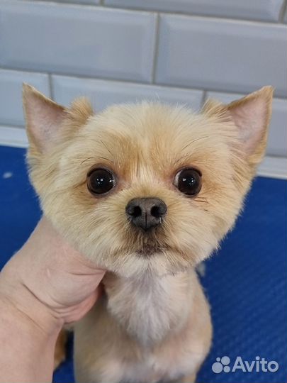 Груминг собак и кошек. Грумер