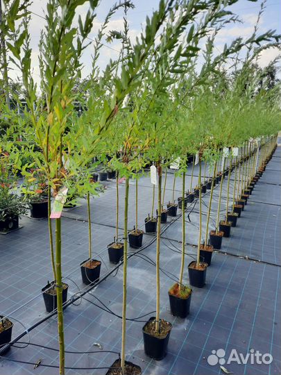 Ива Хакуро Нишики. Ива Козья Килмарнок