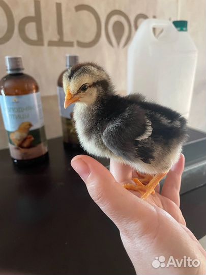 Инкубационное яйцо несушек