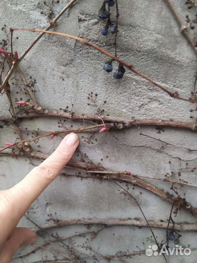 Семена винограда вичи