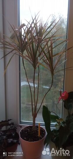 Кротон, Драцена, Денежное дерево