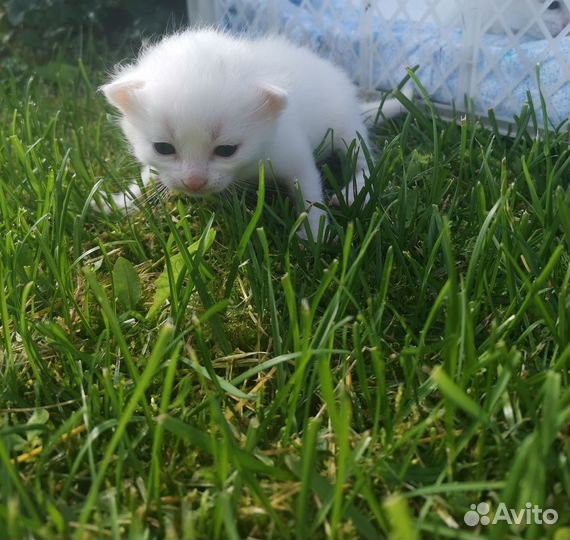 Котята турецкой ангоры