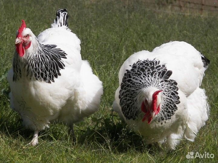 Куры несушки
