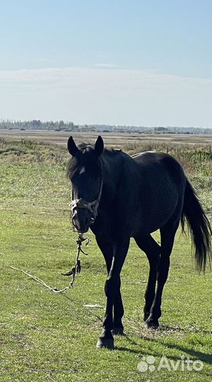 Продаются лошади