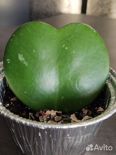 Хойя Керри Валентинка