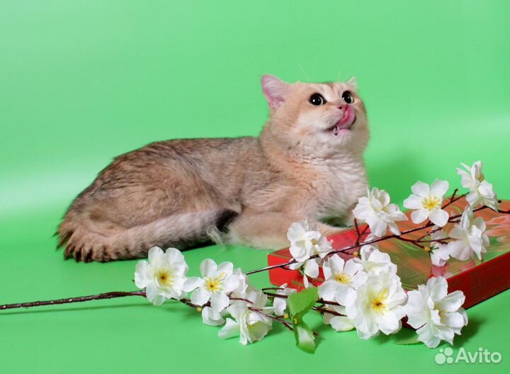 Плюшевые британцы золото и шоколад на вязку