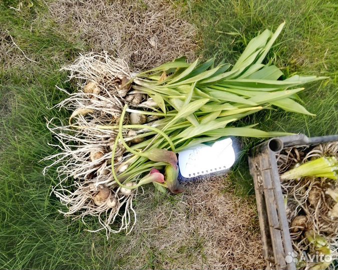 Клубни каллы