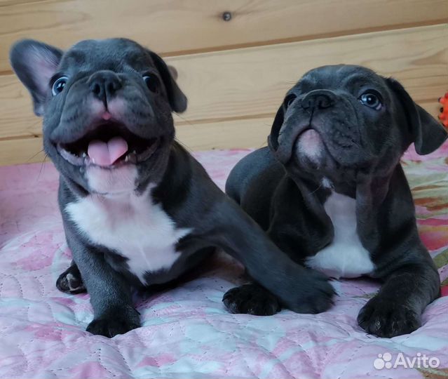 Шикарный французский бульдог, вязка, щенки