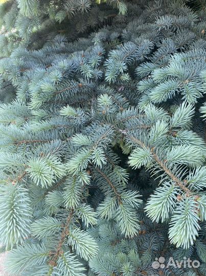 Ппродажа Голубая ель