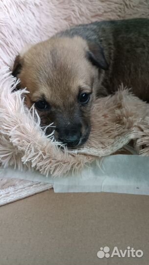 Щенок в добрые руки