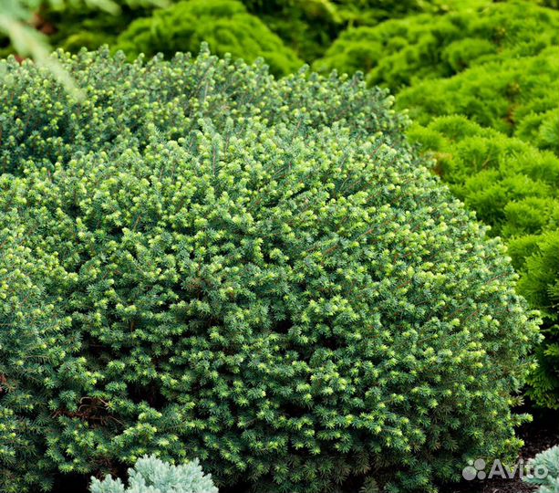 Ель сербская Карел