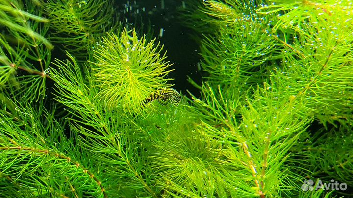 Растения для аквариума