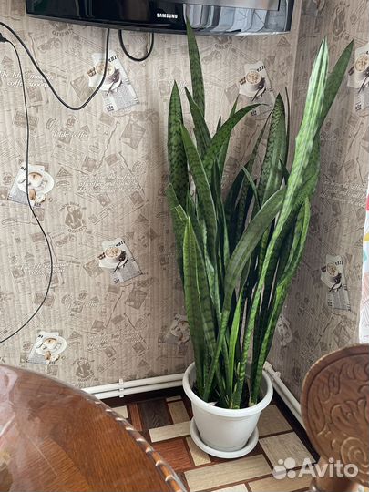 Сансевиерия