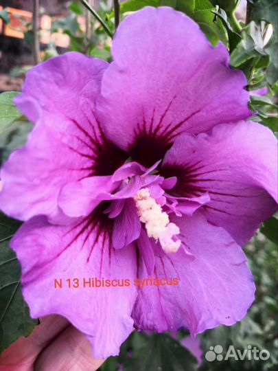 Hibiscus syriacus Hamabo, Purple Pillar