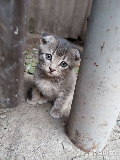 Котята в добрые руки бесплатно