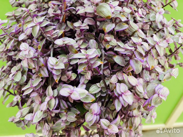 Колизия розовая пантера (мелколистная )