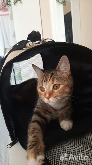 Вязка кошек