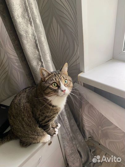 Отдам кота в добрые руки