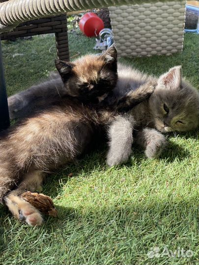 Котята в добрые руки, даром