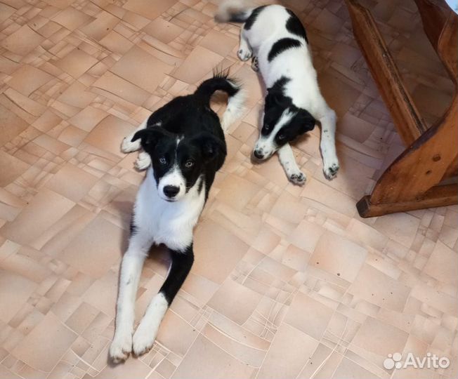 Щенок девочка в добрые руки бесплатно