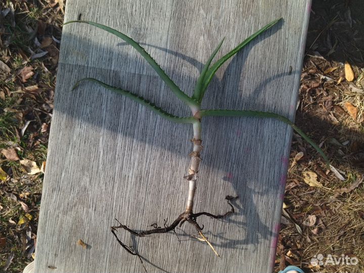 Алоэ столетник