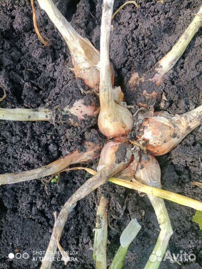 Лук шалот Деликатес (семейный)