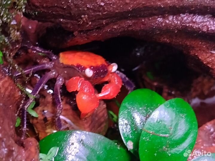 Краб Geosesarma /чистые линии/ мои разведения/ опт