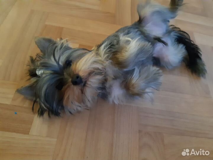 Щенок Йорка