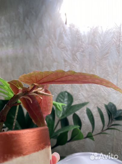 Бегония макулата