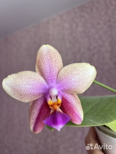 Ароматная орхидея лиодоро, цветет сейчас