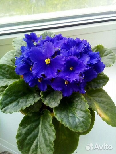 Фиалки разные