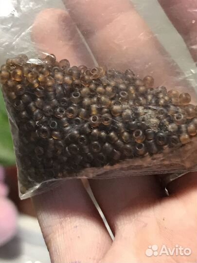 Бисер китайский