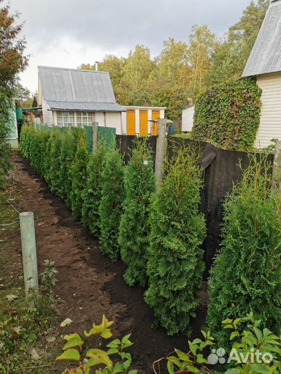 Туя западная Колумна 1.5-1.7 м