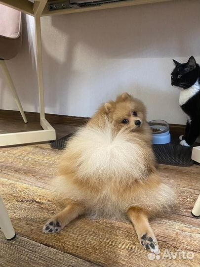 Померанский шпиц вязка кобель