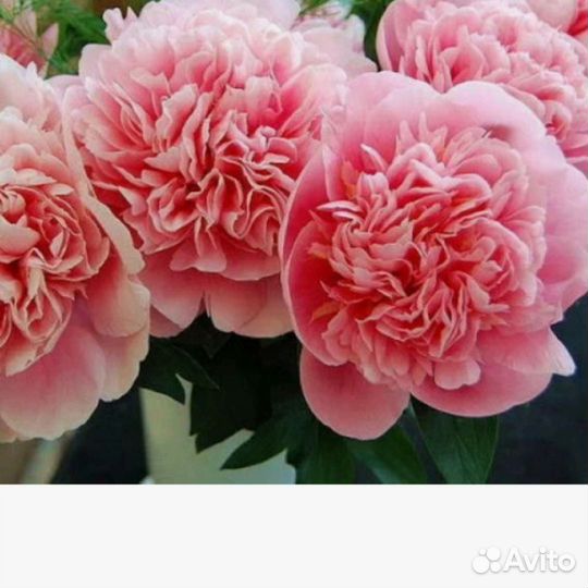 Пион Этчел Салмон - 3 т