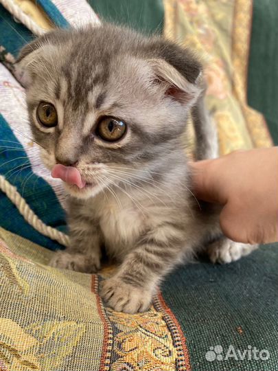 2сладких котенка