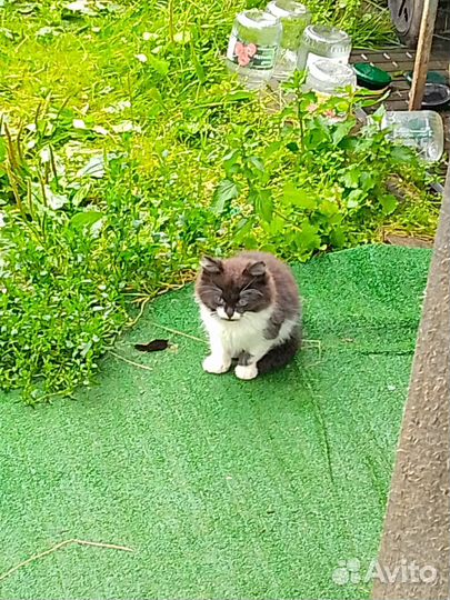 Кошка в дар