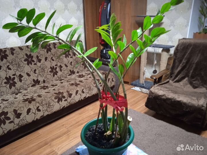 Замиокулькас