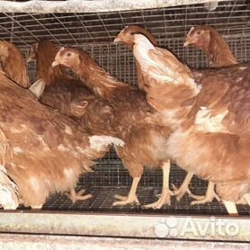 Боровская птицефабрика закупит в России молодняк и яйцо для восстановления поголовья