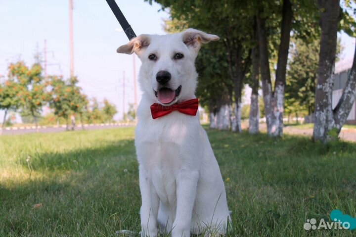 Бруно ищет дом