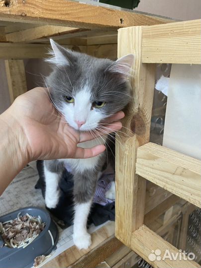 У котика умерла хозяйка