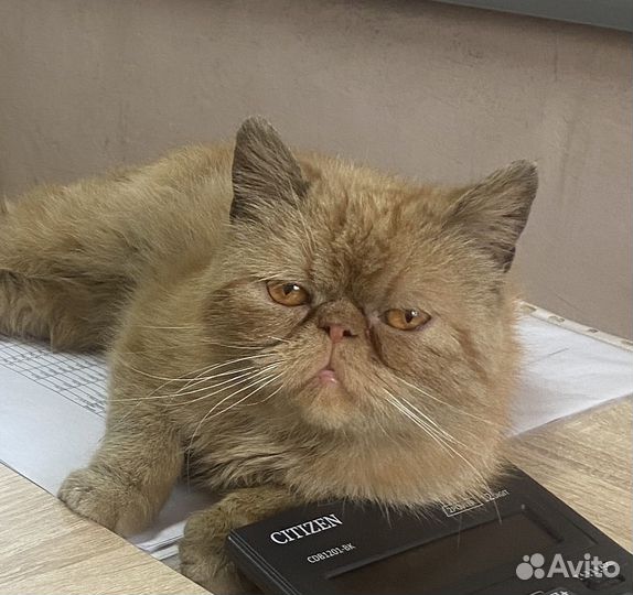 Рыжий котик