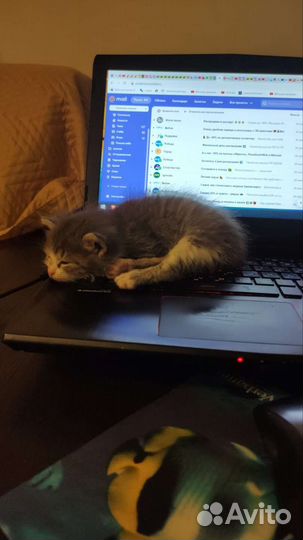 Отдам котенка в добрые руки